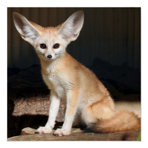 Fennec Fox Poster