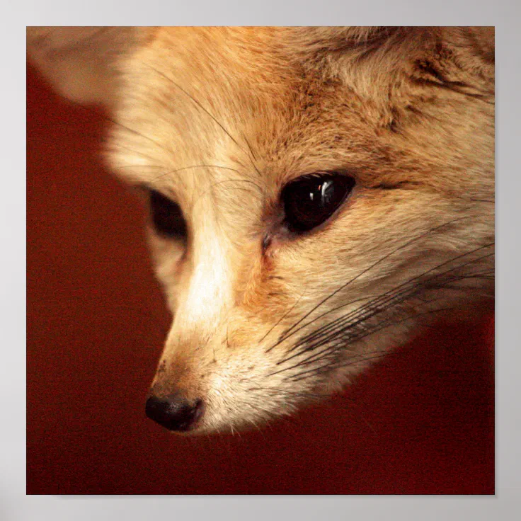 Fennec Fox Poster | Zazzle