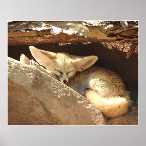 Fennec Fox Poster