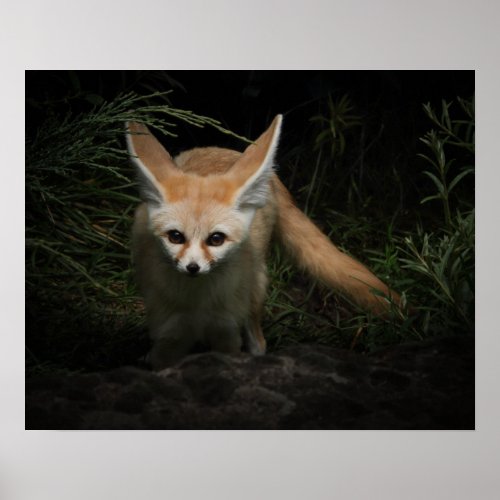 Fennec Fox   Poster