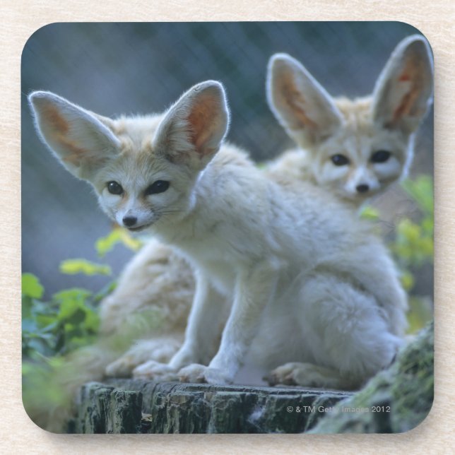 Fennek (Vulpes zerda) W�_stenfuchs, Fennec Coaster (Front)