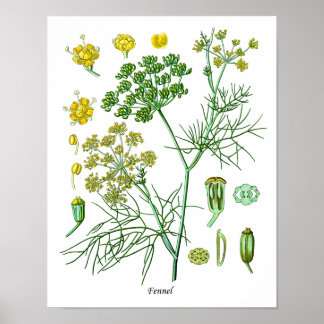 Fennel Herb Botanical Illustration Kitchen Decor