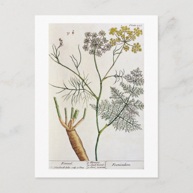 Fennel, plate 288 from 'A Curious Herbal', publish Postcard (Front)