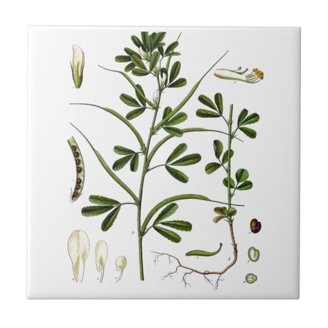 Fenugreek Tile (Front)