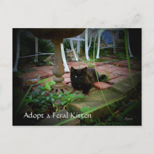 Feral Cat Adoption Postcard