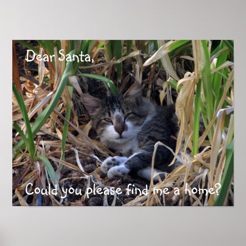 Feral Cat Dear Santa Poster