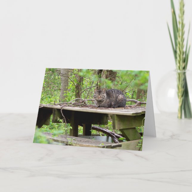 Feral Cat in Woods Greeting Card (Front)