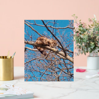 Feral Cat Lucy in Tree Cat Lover's Acrylic Sign