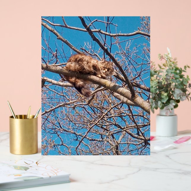 Feral Cat Lucy in Tree Cat Lover's  Acrylic Sign (Wedding)