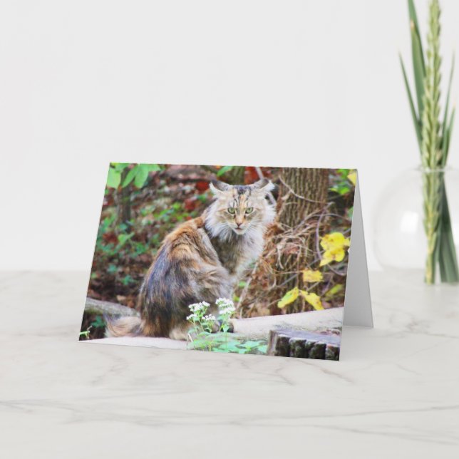 Feral Cat Sitting in Woods Card (Front)