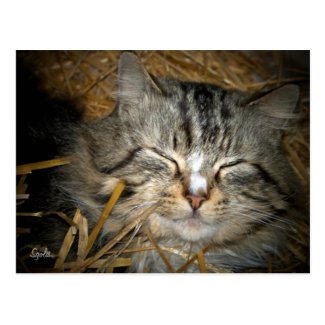 Straw for Feral Cat Houses Organic STRAW BALE Unicorn Shelters