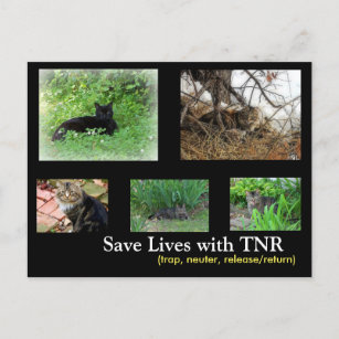 Feral Cat TNR Postcard