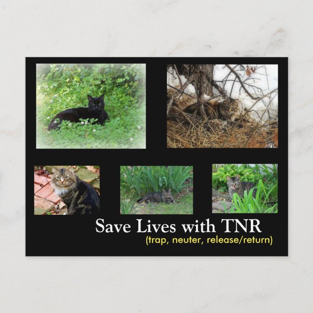 Feral Cat TNR Postcard (Front)