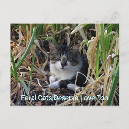 Feral Cats Deserve Love Too Postcard