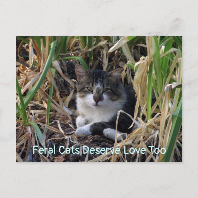 Feral Cats Deserve Love Too Postcard (Front)
