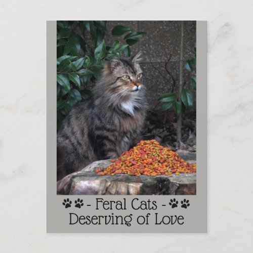 Feral Cats Deserving of Love Postcard