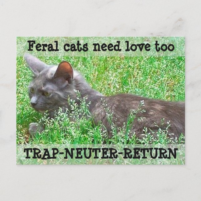 Feral Cats Need Love - TNR Postcard (Front)
