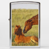Cowboy with horses on the range on The Hideout Zippo Lighter