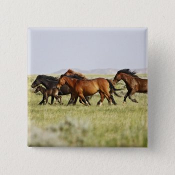 Feral Horse Equus Caballus) Herd Of Wild Button by theworldofanimals at Zazzle