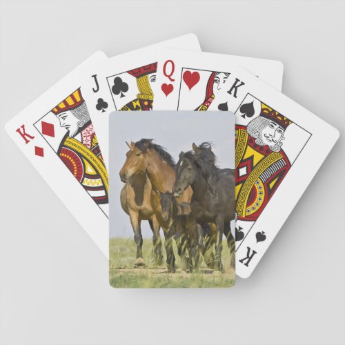 Feral Horse Equus caballus wild horses 3 Playing Cards