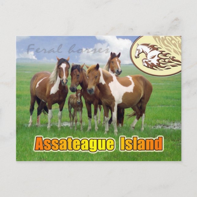 Feral  horses, Assateague Island Nat. Seashore Postcard (Front)