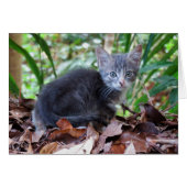 Feral Kitten (Front Horizontal)