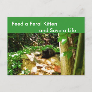 Feral Kittens in Forest  Den Postcard