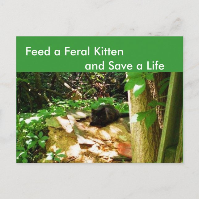 Feral Kittens in Forest  Den Postcard (Front)
