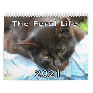 Feral Life Feral Cats Photo Callendar Calendar