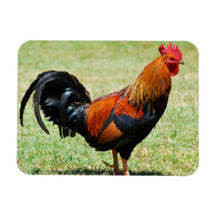 Feral rooster red jungle fowl Kauai Hawaii Magnet