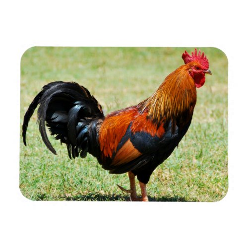 Feral rooster red jungle fowl Kauai Hawaii Magnet