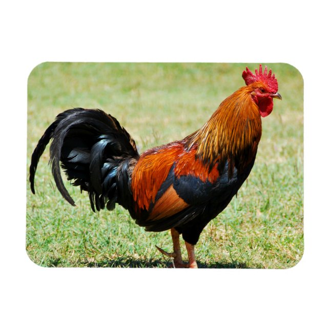 Feral rooster red jungle fowl Kauai Hawaii Magnet (Horizontal)