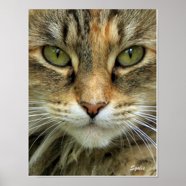 Feral Tabby Cat with Green Eyes Portrait Print (Front)