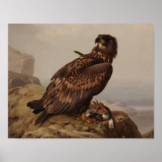 Ferdinand von Wright - White-Tailed Eagle Poster (Front)