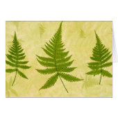 Fern (Front Horizontal)