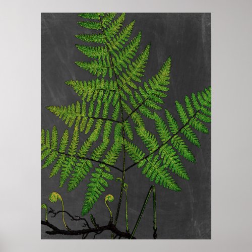 Fern Botanical Art with Chalkboard Background no1 Poster