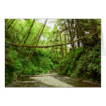 Fern Canyon I at Redwood National Park