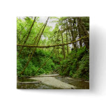 Fern Canyon I at Redwood National Park Button