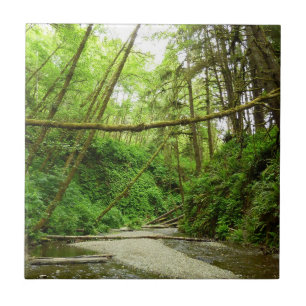 Fern Canyon I at Redwood National Park Ceramic Tile