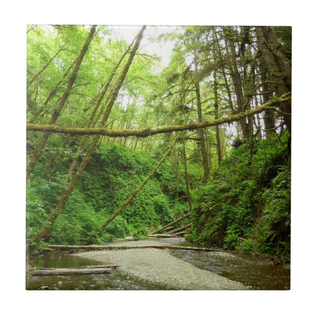 Fern Canyon I at Redwood National Park Ceramic Tile (Front)