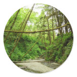 Fern Canyon I at Redwood National Park Classic Round Sticker