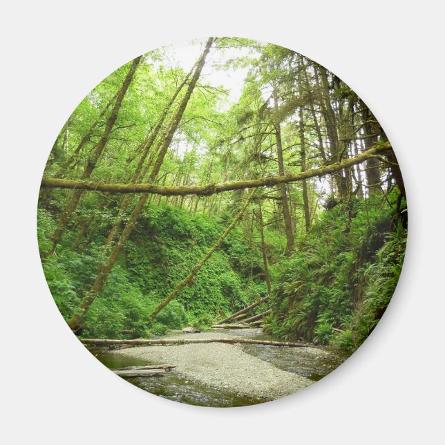 Fern Canyon I at Redwood National Park Magnet (Front)