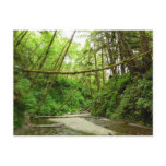 Fern Canyon I at Redwood National Park Postcard