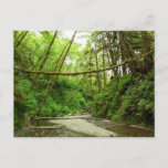 Fern Canyon I at Redwood National Park Postcard