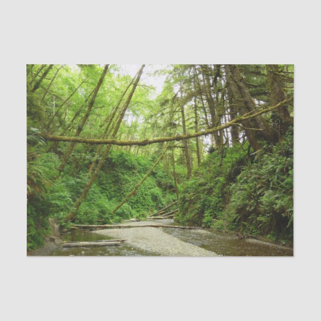 Fern Canyon I at Redwood National Park Tissue Paper (Front)