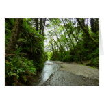 Fern Canyon II at Redwood National Park