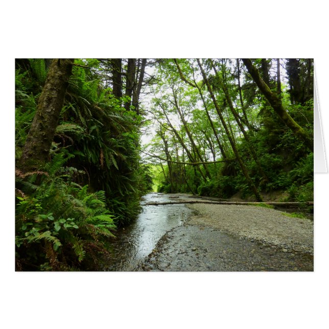 Fern Canyon II at Redwood National Park (Front Horizontal)