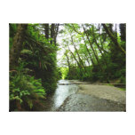Fern Canyon II at Redwood National Park Canvas Print