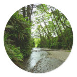 Fern Canyon II at Redwood National Park Classic Round Sticker