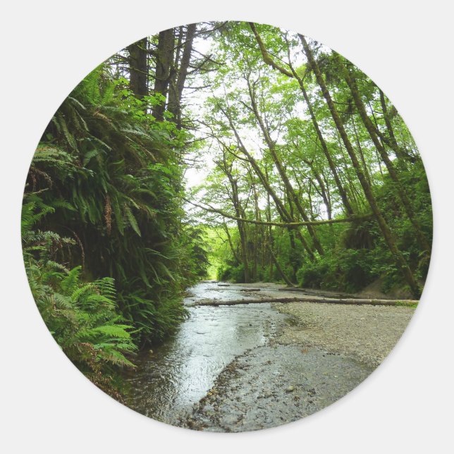 Fern Canyon II at Redwood National Park Classic Round Sticker (Front)